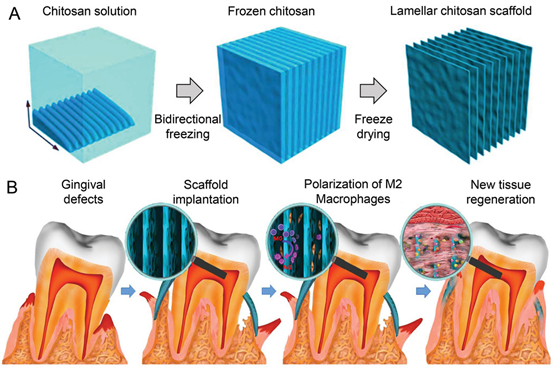《AFM》中科大高怀岭/俞书宏院士、同济王佐林：仿生层状壳聚糖支架用于软牙龈组织再生的图2