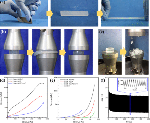 《Langmuir》福師大丁富傳、康涅狄格大學孫陸逸：受鉤-環緊固件啟發的超級可拉伸和可壓縮水凝膠的圖4