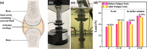《Langmuir》福師大丁富傳、康涅狄格大學孫陸逸：受鉤-環緊固件啟發的超級可拉伸和可壓縮水凝膠的圖7