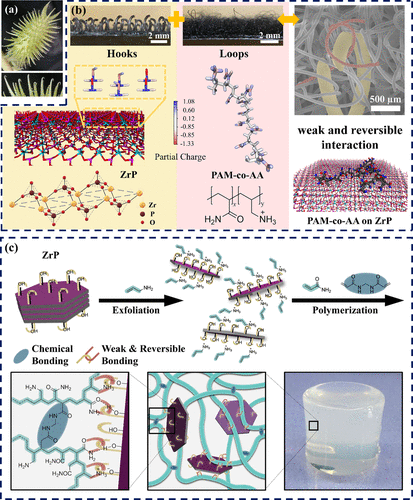 《Langmuir》福師大丁富傳、康涅狄格大學孫陸逸：受鉤-環緊固件啟發的超級可拉伸和可壓縮水凝膠的圖3