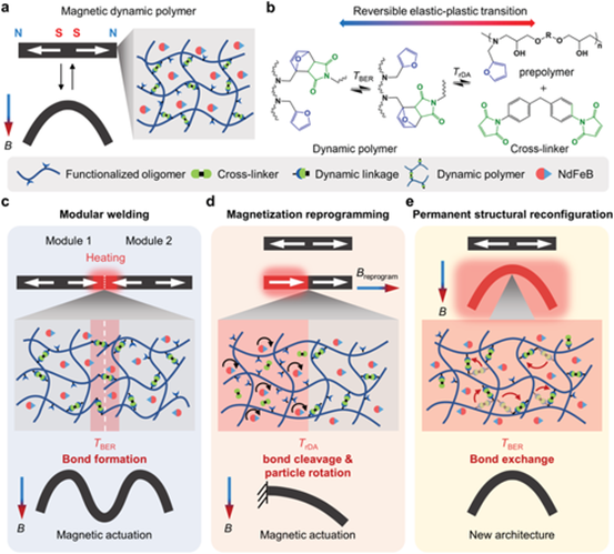 俄亥俄赵芮可《AM》磁性动态高分子聚合物用于模块化组装和可重构变形架构的图2