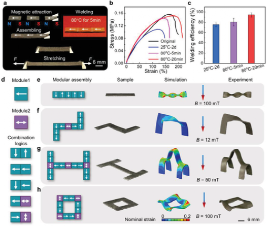 俄亥俄赵芮可《AM》磁性动态高分子聚合物用于模块化组装和可重构变形架构的图4