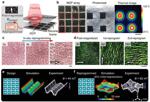 俄亥俄赵芮可《AM》磁性动态高分子聚合物用于模块化组装和可重构变形架构的图5