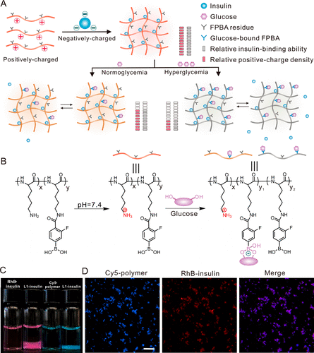 浙江大學顧臻《ACS Nano》可注射生物降解高分子復合物，遞送葡萄糖反應性胰島素的圖2