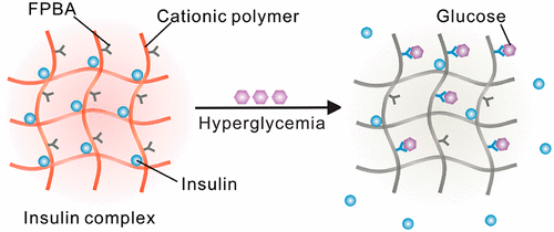 浙江大學顧臻《ACS Nano》可注射生物降解高分子復合物，遞送葡萄糖反應性胰島素的圖7
