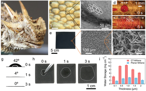 《AEM》马里兰大学：金属离子诱导 MXene 气凝胶组装，用于电磁干扰屏蔽、电容去离子和微型超级电容器的图2