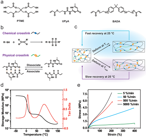 《AM》浙江大学谢涛：超分子形状记忆聚合物凝胶网络的自主非平衡变形途径的图2
