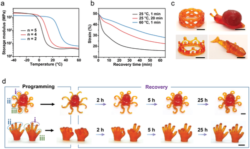 《AM》浙江大学谢涛：超分子形状记忆聚合物凝胶网络的自主非平衡变形途径的图5