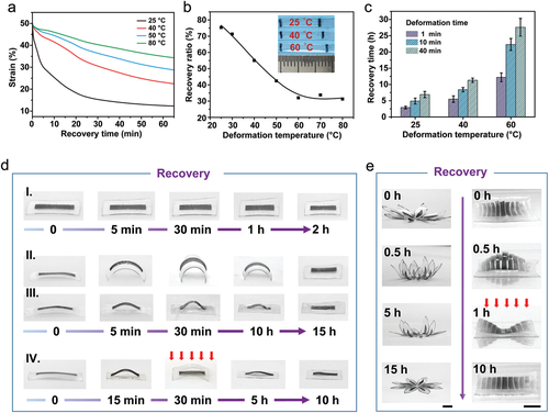 《AM》浙江大学谢涛：超分子形状记忆聚合物凝胶网络的自主非平衡变形途径的图3