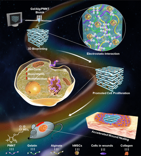 中科院动物所顾奇/化学所王树：营养不足环境中聚噻吩水凝胶的3D生物打印以促进干细胞增殖的图4