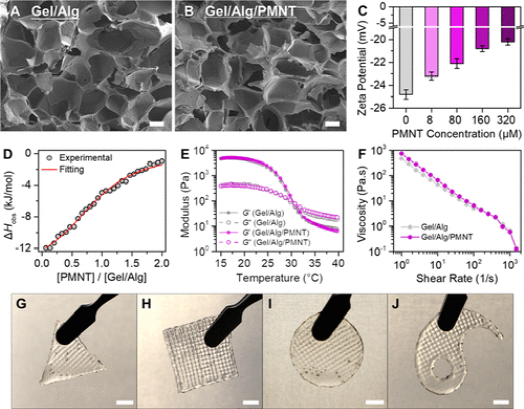 中科院动物所顾奇/化学所王树：营养不足环境中聚噻吩水凝胶的3D生物打印以促进干细胞增殖的图6