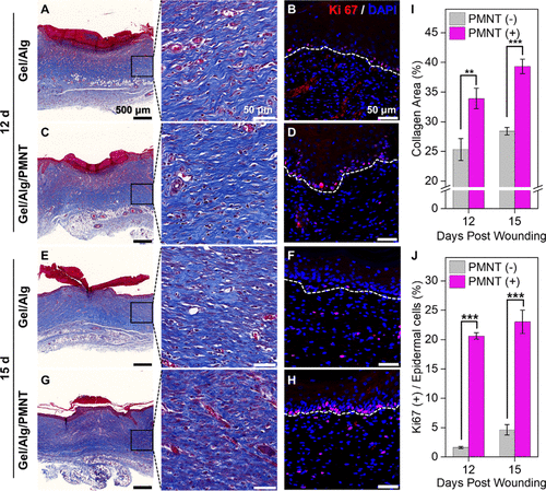 中科院动物所顾奇/化学所王树：营养不足环境中聚噻吩水凝胶的3D生物打印以促进干细胞增殖的图9