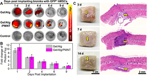 中科院动物所顾奇/化学所王树：营养不足环境中聚噻吩水凝胶的3D生物打印以促进干细胞增殖的图10