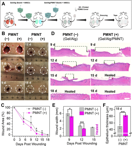 中科院动物所顾奇/化学所王树：营养不足环境中聚噻吩水凝胶的3D生物打印以促进干细胞增殖的图8