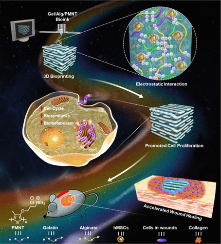 中科院动物所顾奇/化学所王树：营养不足环境中聚噻吩水凝胶的3D生物打印以促进干细胞增殖的图1