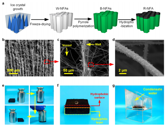 东华丁彬/武大邓红兵《ACS Nano》芦苇叶启发的二氧化硅纳米纤维气凝胶，用于耐盐太阳能海水淡化的图4