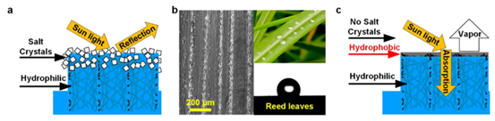 东华丁彬/武大邓红兵《ACS Nano》芦苇叶启发的二氧化硅纳米纤维气凝胶，用于耐盐太阳能海水淡化的图3