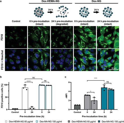 《先进材料》根特大学：阳离子水凝胶诱导的细胞膜破坏使膜不透物的直接胞质递送成为可能的图6
