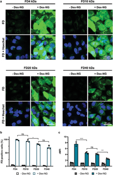 《先进材料》根特大学：阳离子水凝胶诱导的细胞膜破坏使膜不透物的直接胞质递送成为可能的图7