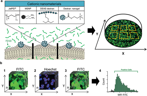 《先进材料》根特大学：阳离子水凝胶诱导的细胞膜破坏使膜不透物的直接胞质递送成为可能的图2