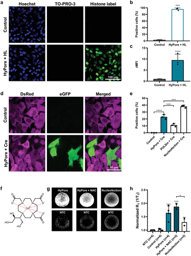 《先进材料》根特大学：阳离子水凝胶诱导的细胞膜破坏使膜不透物的直接胞质递送成为可能的图10