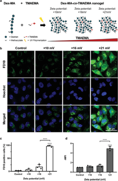 《先进材料》根特大学：阳离子水凝胶诱导的细胞膜破坏使膜不透物的直接胞质递送成为可能的图5