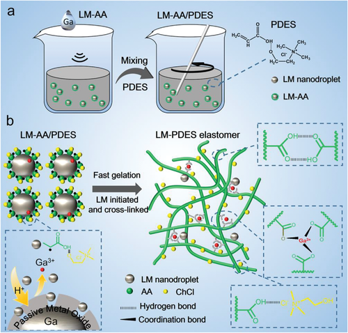 《AFM》华南理工大学祁海松/孙桃林：液态金属诱导聚合制备多功能无液离子导电弹性体水凝胶的图2