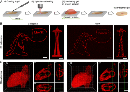 華盛頓大學《PNAS》光圖案化可指導基于天然蛋白質水凝膠中的3D細胞命運的圖5