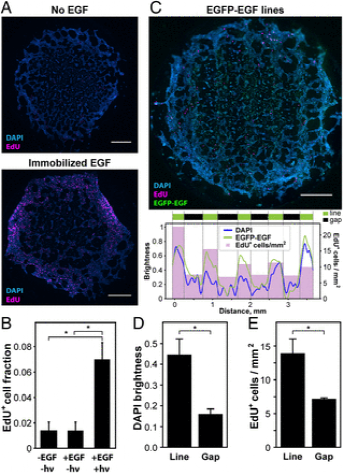 華盛頓大學《PNAS》光圖案化可指導基于天然蛋白質水凝膠中的3D細胞命運的圖6