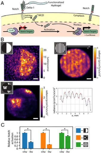 華盛頓大學《PNAS》光圖案化可指導基于天然蛋白質水凝膠中的3D細胞命運的圖7