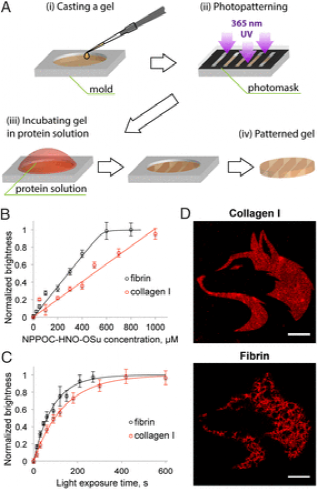華盛頓大學《PNAS》光圖案化可指導基于天然蛋白質水凝膠中的3D細胞命運的圖4
