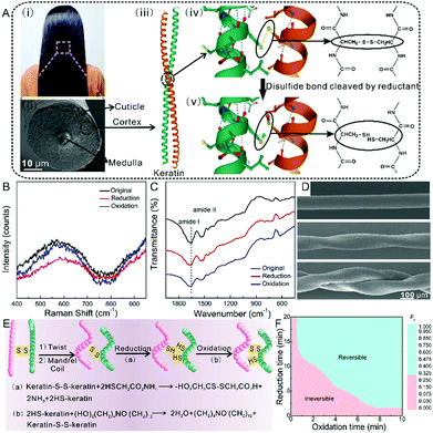 《Mater. Horiz.》南开大学刘遵峰:二硫键交联来调节传感器，开关和软机器人的头发人造肌肉的可逆性的图3