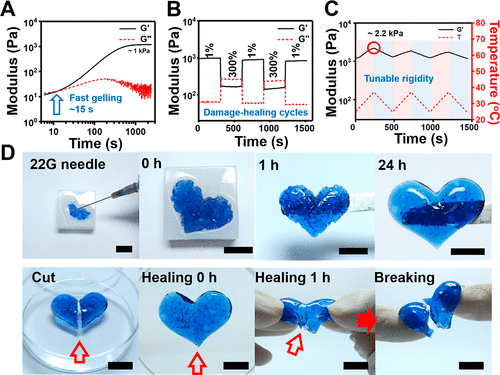 台湾大学徐善慧《材料化学》分层胶束结构和快速粘合性的可注射酚醛-壳聚糖自修复水凝胶的图5