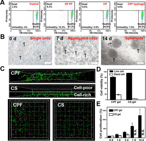 台湾大学徐善慧《材料化学》分层胶束结构和快速粘合性的可注射酚醛-壳聚糖自修复水凝胶的图9