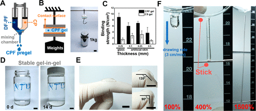 台湾大学徐善慧《材料化学》分层胶束结构和快速粘合性的可注射酚醛-壳聚糖自修复水凝胶的图8