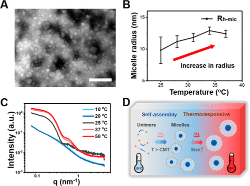 台湾大学徐善慧《材料化学》分层胶束结构和快速粘合性的可注射酚醛-壳聚糖自修复水凝胶的图4