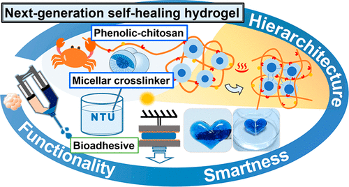 台湾大学徐善慧《材料化学》分层胶束结构和快速粘合性的可注射酚醛-壳聚糖自修复水凝胶的图1