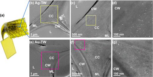 《Chem. Mater.》透明木材纳米复合材料的便捷加工，具有结构颜色的等离子纳米颗粒的图4