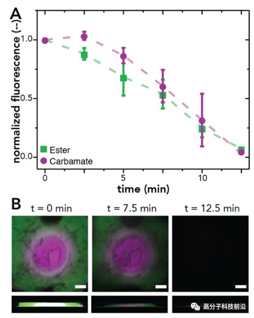 【前沿追踪】光感应交联剂及水凝胶！调控水凝胶降解、蛋白质释放方式和速率！的图4
