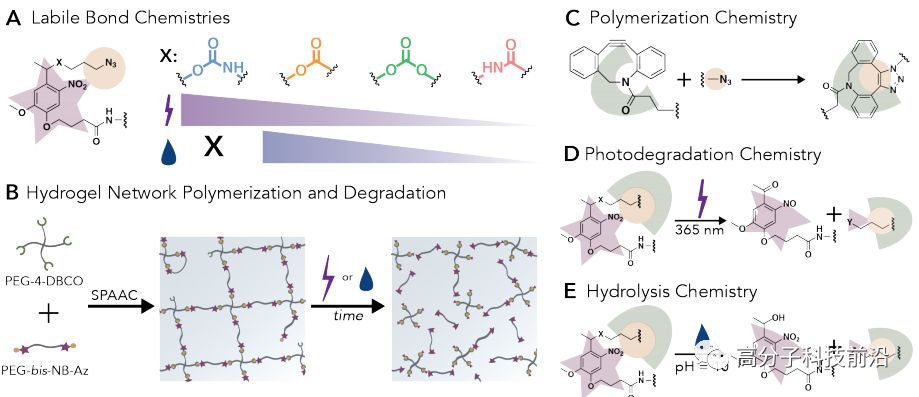 【前沿追踪】光感应交联剂及水凝胶！调控水凝胶降解、蛋白质释放方式和速率！的图1