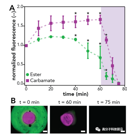 【前沿追踪】光感应交联剂及水凝胶！调控水凝胶降解、蛋白质释放方式和速率！的图5