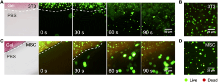 《Science Adv.》可注射光敏水凝胶，金属组装递送神经保护蛋白的图6