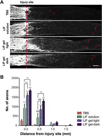 《Science Adv.》可注射光敏水凝胶，金属组装递送神经保护蛋白的图8