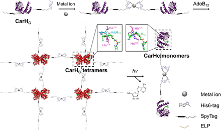 《Science Adv.》可注射光敏水凝胶，金属组装递送神经保护蛋白的图3