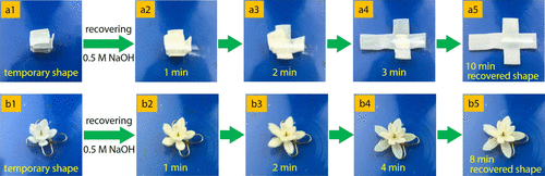 《Macromolecules》华南理工大学王涛/孙尉翔/童真:pH响应/形状记忆/自增强/快修复/两性/聚电解质水凝胶的图4
