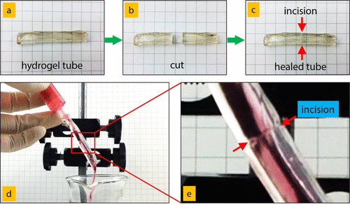 《Macromolecules》华南理工大学王涛/孙尉翔/童真:pH响应/形状记忆/自增强/快修复/两性/聚电解质水凝胶的图8
