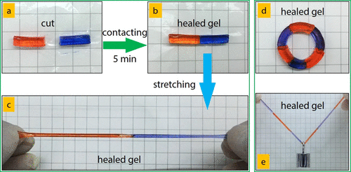 《Macromolecules》华南理工大学王涛/孙尉翔/童真:pH响应/形状记忆/自增强/快修复/两性/聚电解质水凝胶的图7