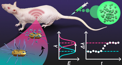 美因兹大学《Nano Letters》纳米金复合可植入水凝胶传感器，体内长期监测卡那霉素浓度的图6