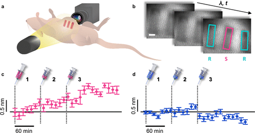 美因兹大学《Nano Letters》纳米金复合可植入水凝胶传感器，体内长期监测卡那霉素浓度的图3