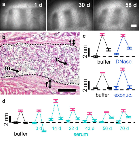 美因兹大学《Nano Letters》纳米金复合可植入水凝胶传感器，体内长期监测卡那霉素浓度的图5